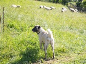 troupeau_fr